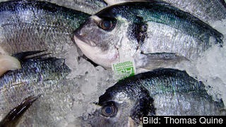 Fiskefrågan i EU betydligt mer komplicerad än vad Sjöstedt vill göra gällande, skriver Lars Tysklind (FP).