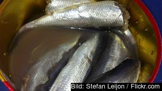 Surströmming. Hälsorisker ställs mot jobbtillfällen och mattraditioner när Sverige säger ja EU-undantag för giftig  fisk.