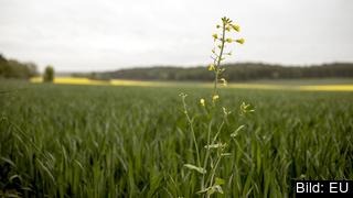 Inför samtal om nästa budget har kommissionen tagit fram scenarior där Sverige blir utan regionalstöd. Inför samtal om nästa budget har kommissionen tagit fram scenarior där Sverige blir utan regionalstöd.